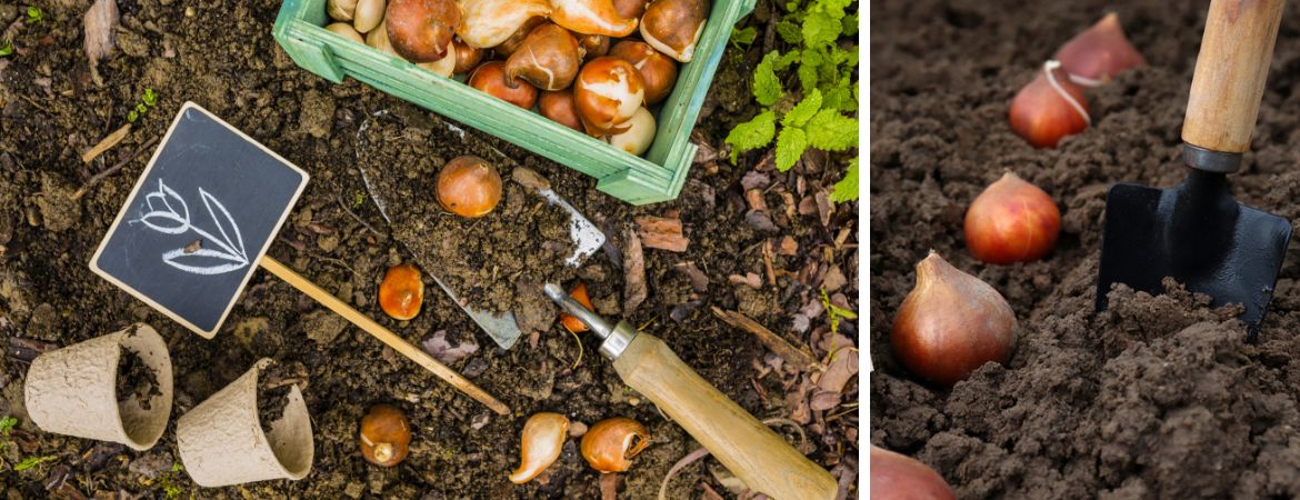 Tuincentrum De Schouw | Tips voor een kleurrijke border met bloembollen Tuincentrum De Schouw | Tips voor een kleurrijke border met bloembollen