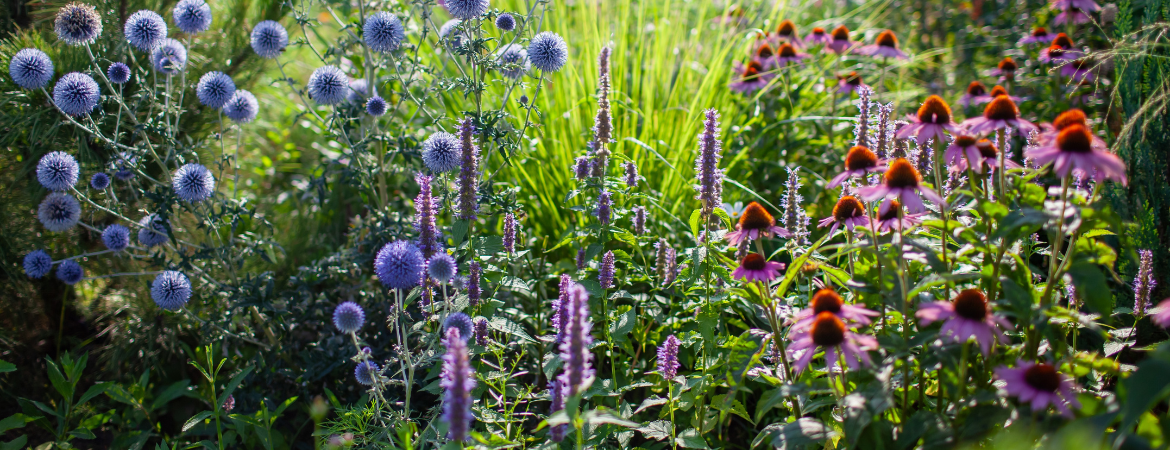 Tuincentrum De Schouw | Borders Tuincentrum De Schouw | Borders