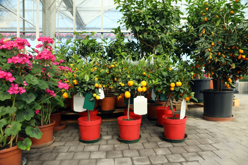 Cirtus fruitbomen