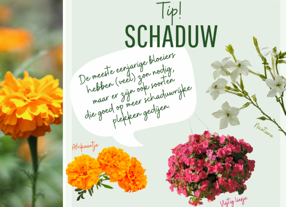 Tuincentrum De Schouw | Perkplanten Tuincentrum De Schouw | Perkplanten