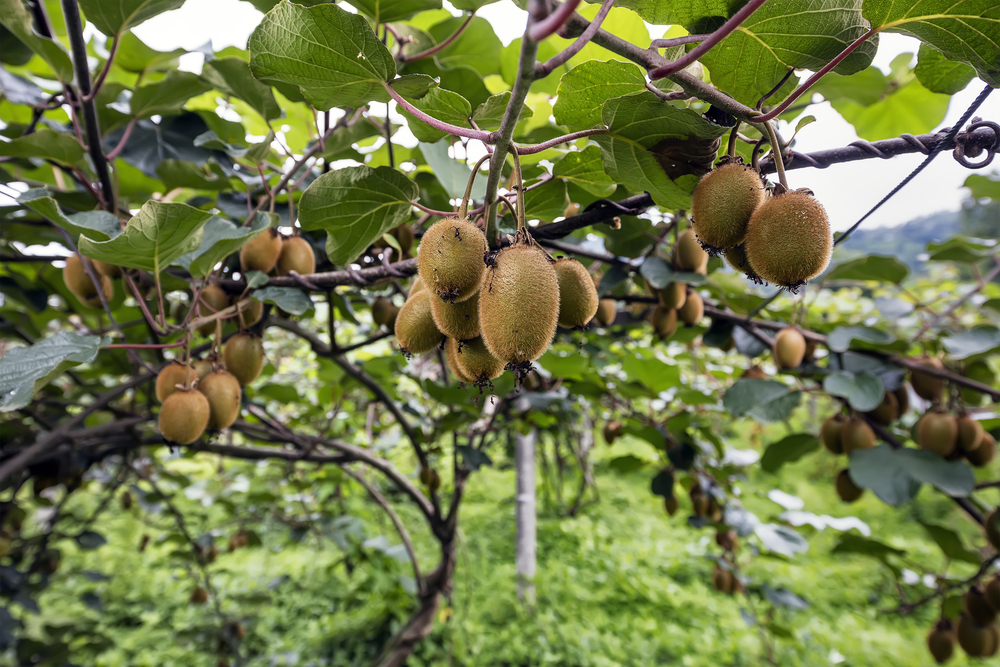 Kiwi fruitboom Kiwi fruitboom
