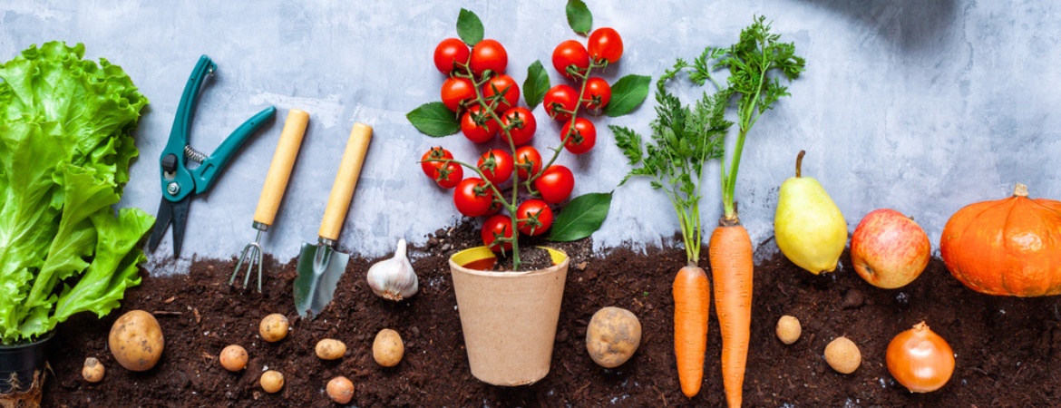 Tuincentrum De Schouw | Tijd om aan de slag te gaan in de moestuin Tuincentrum De Schouw | Tijd om aan de slag te gaan in de moestuin