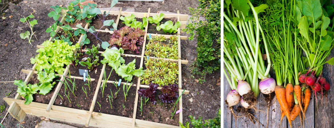 Tuincentrum De Schouw | Tijd om aan de slag te gaan in de moestuin! Tuincentrum De Schouw | Tijd om aan de slag te gaan in de moestuin!