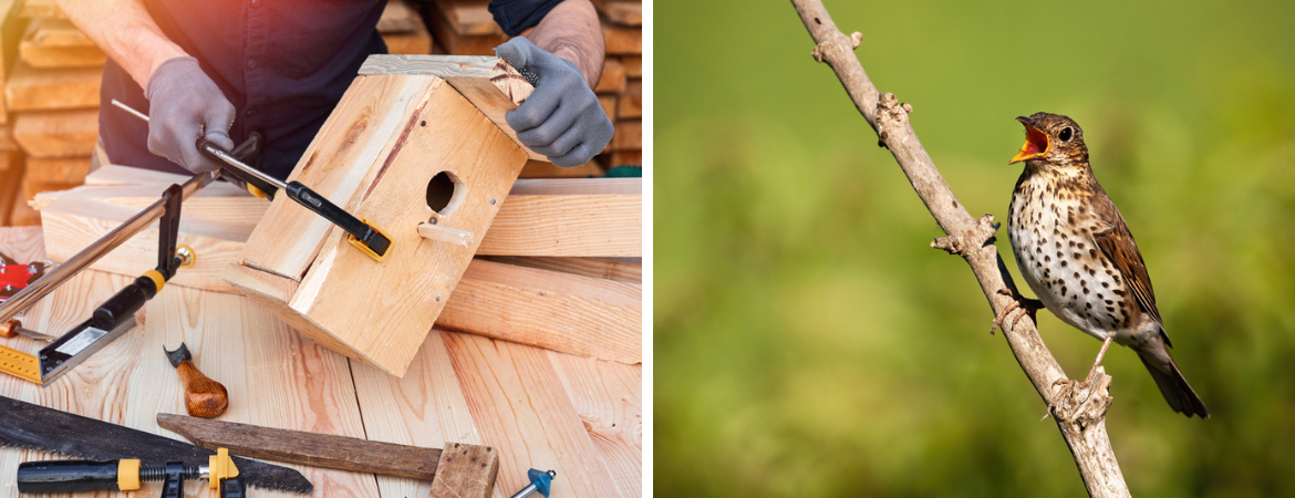 Tuincentrum De Schouw | Wat is de juiste nestkast voor vogels in de tuin? Tuincentrum De Schouw | Wat is de juiste nestkast voor vogels in de tuin?