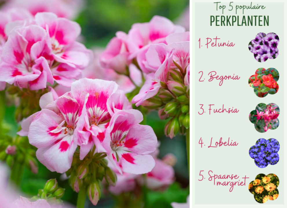 Tuincentrum De Schouw | Perkplanten Tuincentrum De Schouw | Perkplanten