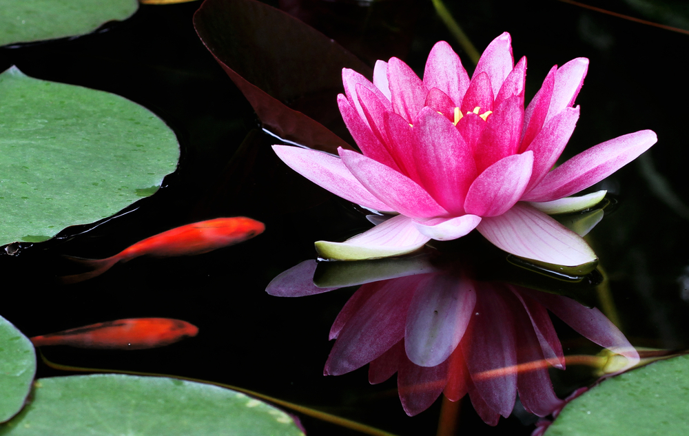Tuincentrum De Schouw | Waterlelies Tuincentrum De Schouw | Waterlelies
