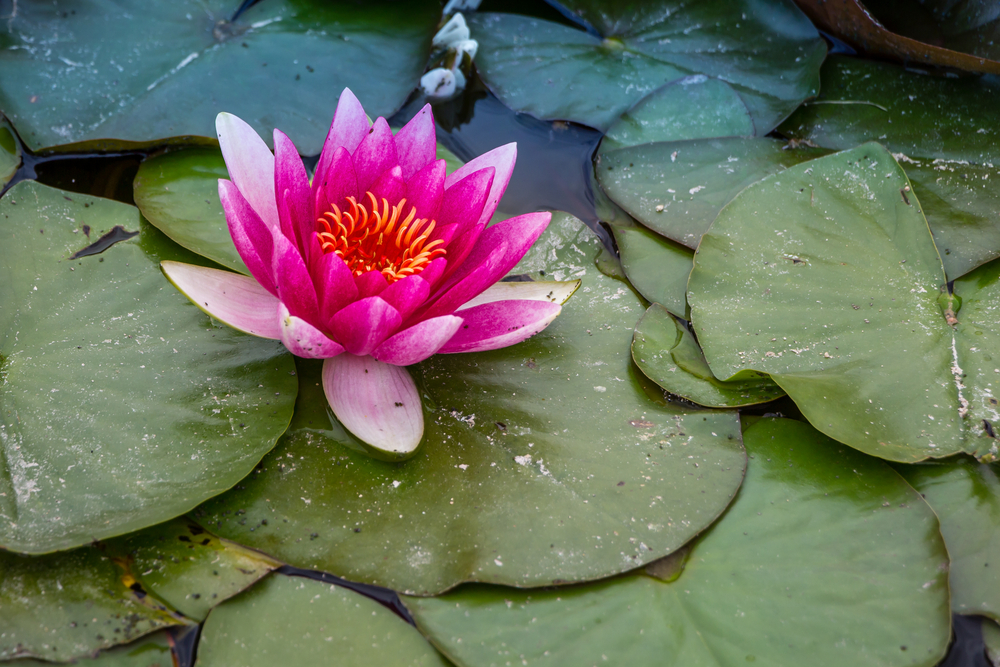 Tuincentrum De Schouw | Waterlelies Tuincentrum De Schouw | Waterlelies