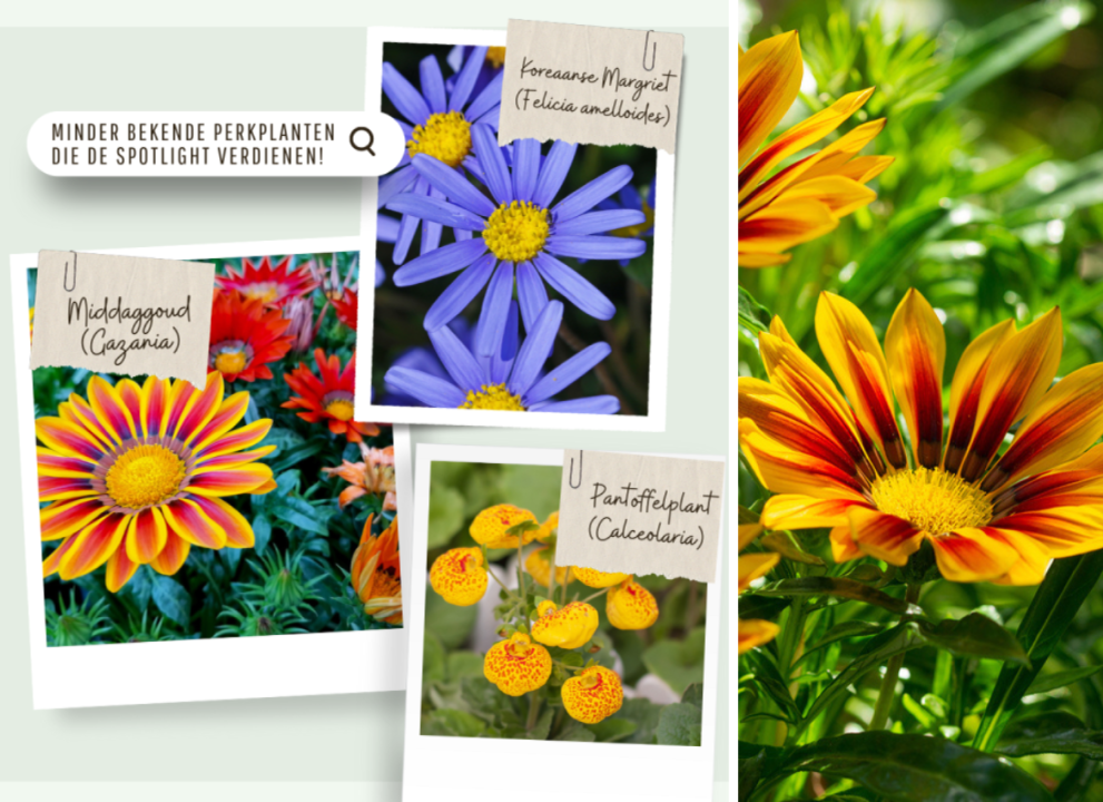 Tuincentrum De Schouw | Perkplanten Tuincentrum De Schouw | Perkplanten