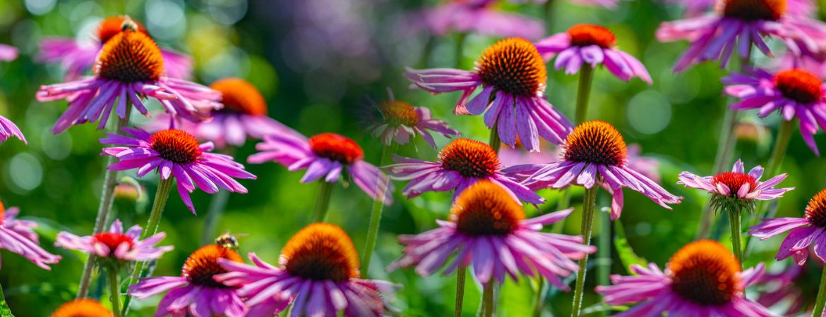 Tuincentrum De Schouw | Onze top 3 nazomerbloeiers Tuincentrum De Schouw | Onze top 3 nazomerbloeiers