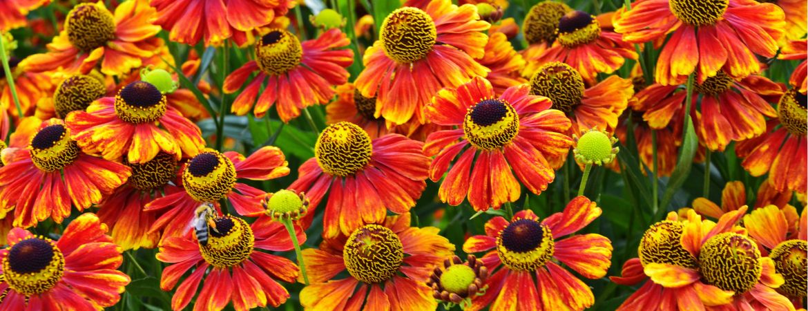 Tuincentrum De Schouw | Onze top 3 nazomerbloeiers Tuincentrum De Schouw | Onze top 3 nazomerbloeiers