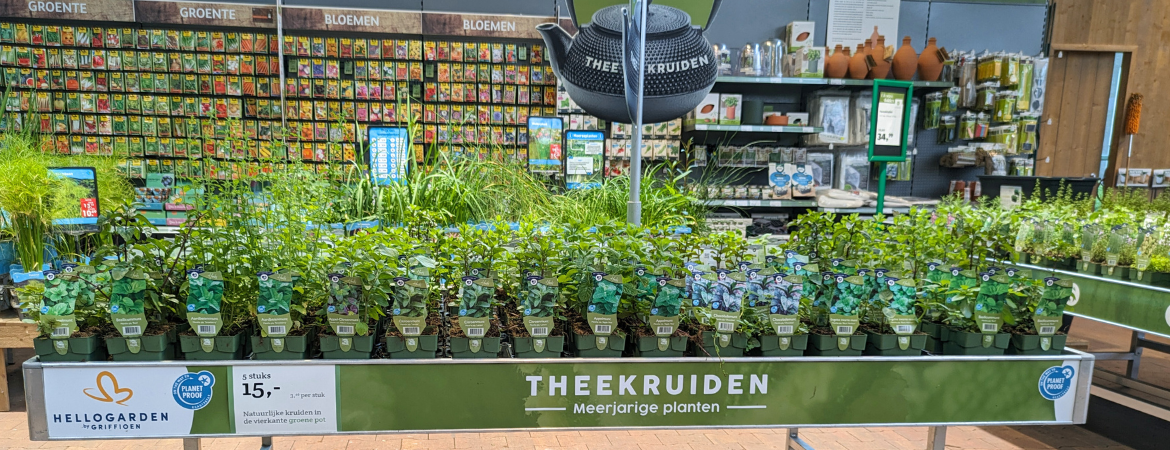 Theekruiden kopen? Je doet het bij tuincentrum de Schouw! Theekruiden kopen? Je doet het bij tuincentrum de Schouw!