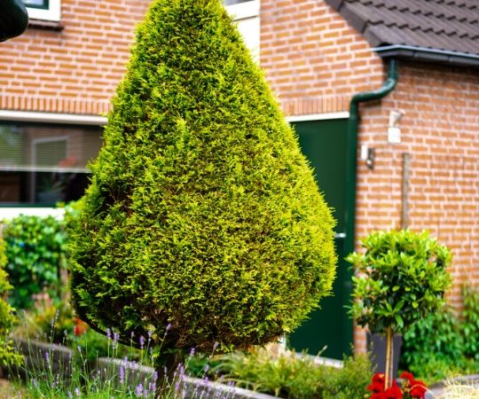 Tuincentrum De Schouw | Tuinplanten