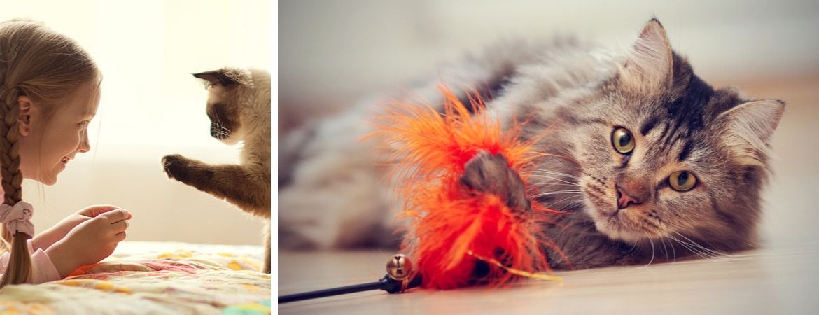 Dierenbenodigdheden voor katten vindt u bij Tuincentrum De Schouw, nabij Utrecht Dierenbenodigdheden voor katten vindt u bij Tuincentrum De Schouw, nabij Utrecht