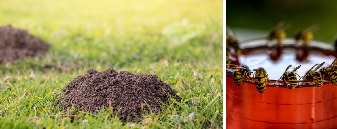 Plagen in de tuin bestrijden Plagen in de tuin bestrijden