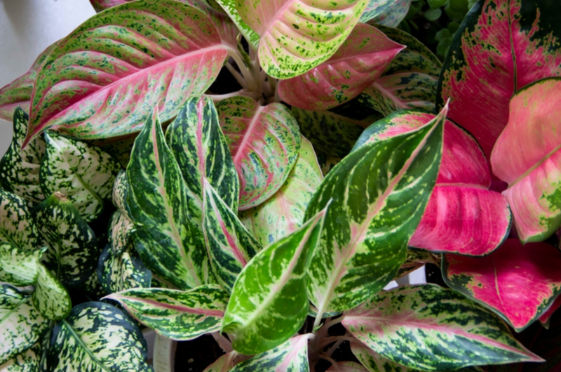 Aglaonema | Tuincentrum de Schouw Aglaonema | Tuincentrum de Schouw