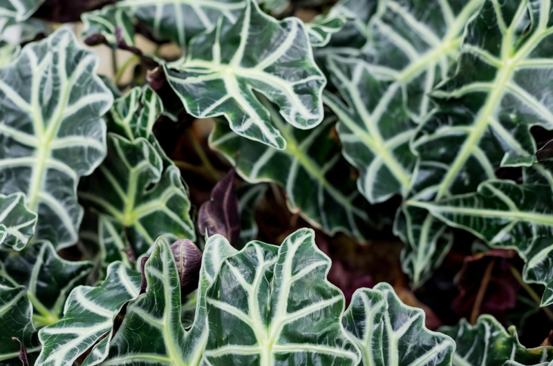 Alocasia amazonica | Tuincentrum de Schouw Alocasia amazonica | Tuincentrum de Schouw