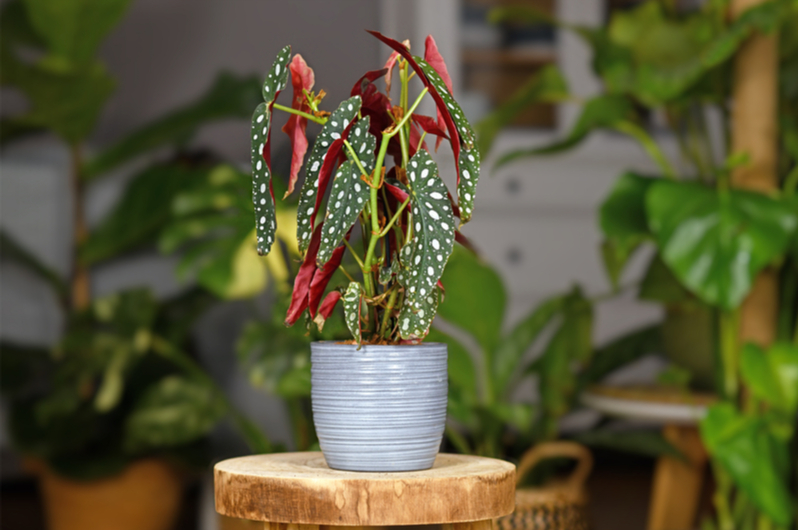 Begonia maculata | Tuincentrum de Schouw Begonia maculata | Tuincentrum de Schouw