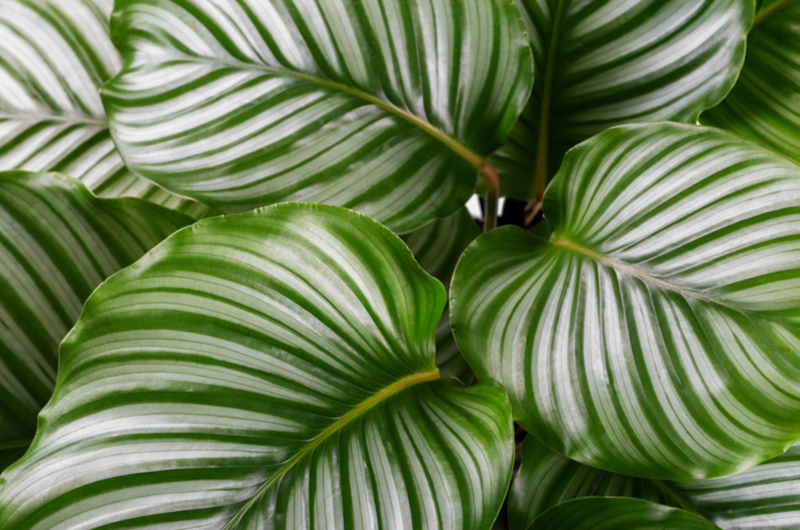 Calathea orbifolia | Tuincentrum de Schouw Calathea orbifolia | Tuincentrum de Schouw