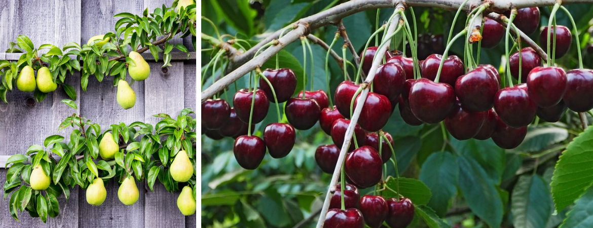 Tuincentrum De Schouw | Fruit | Fruitbomen | Fruitstruiken Tuincentrum De Schouw | Fruit | Fruitbomen | Fruitstruiken