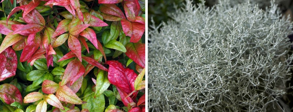 Tuincentrum De Schouw | Bakken vol herfstkleur Tuincentrum De Schouw | Bakken vol herfstkleur