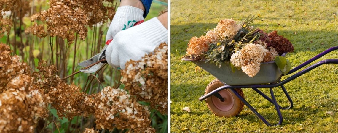 Hortensia snoeien | Tuincentrum De Schouw | Houten Hortensia snoeien | Tuincentrum De Schouw | Houten