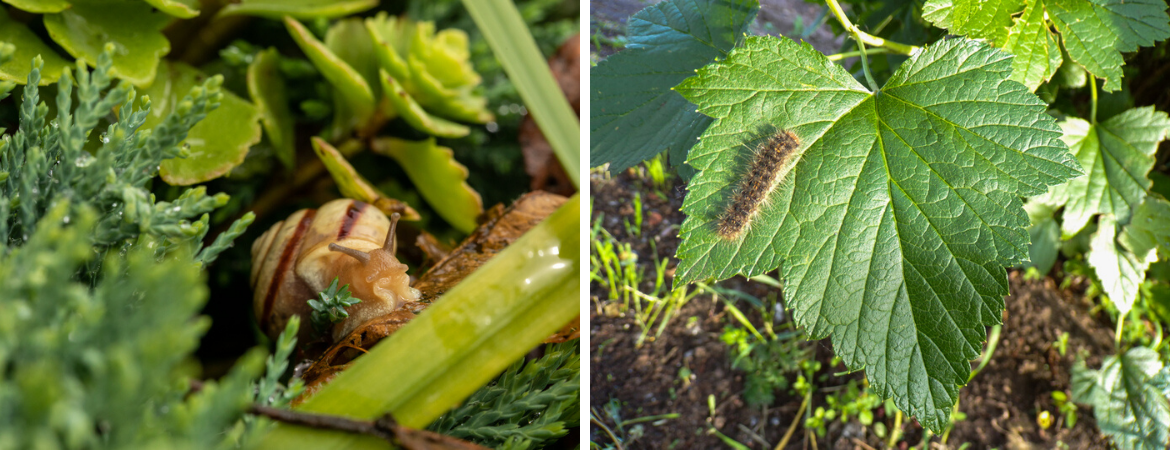 Insecten en slakken bestrijden | De Schouw Insecten en slakken bestrijden | De Schouw