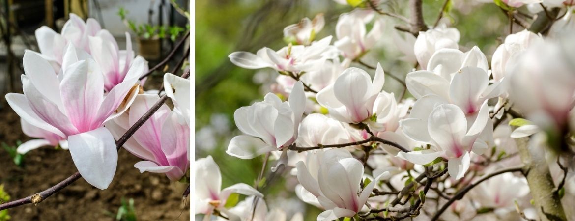 Tuincentrum De Schouw | Magnolia | Magnolia kopen | Houten Tuincentrum De Schouw | Magnolia | Magnolia kopen | Houten