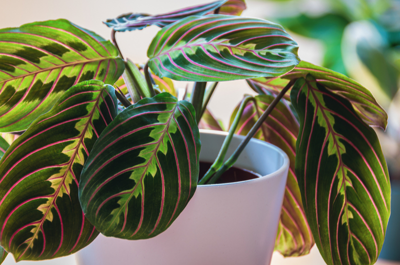 Maranta leuconora | Tuincentrum de Schouw Maranta leuconora | Tuincentrum de Schouw