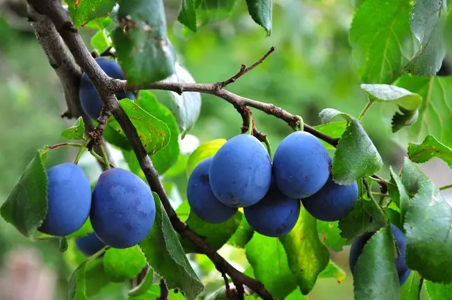 Fruit