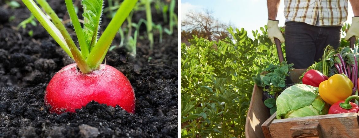 Moestuin-aanleggen-groenten Moestuin-aanleggen-groenten