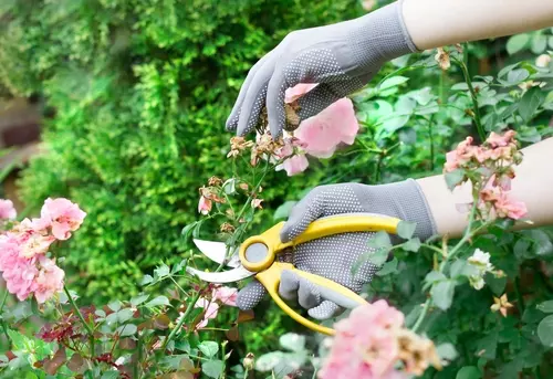 15 tuintips voor augustus