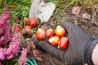 15 tuintips voor de maand mei