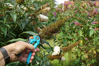 15 tuintips voor maart