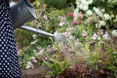 Bewateringstips voor de zomer