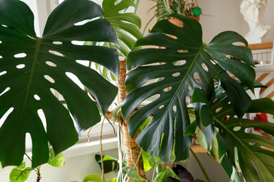 De beste tips voor een stralende Monstera