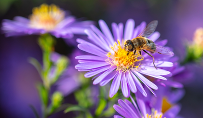 Duurzame tips voor een bij-vriendelijke tuin