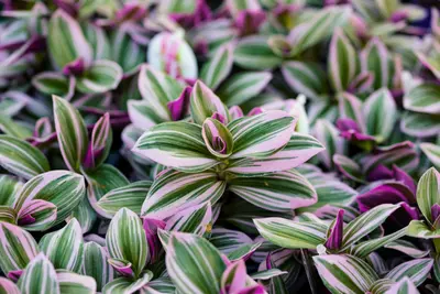 Een regenboog aan kleuren: vul de donkere dagen met deze kleurrijke planten