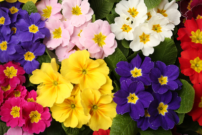 Februaritopper voor binnen en buiten: primula