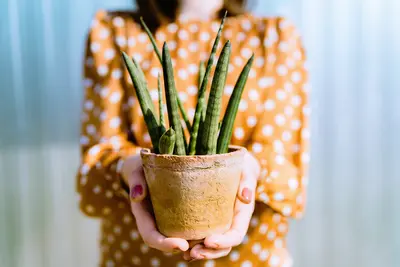 Groen geluk: dit zijn de perfecte kamerplanten om cadeau te doen