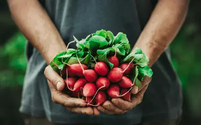 Het moestuinseizoen gaat weer van start