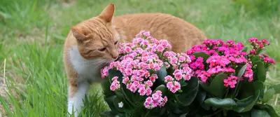 Katvriendelijke tuinplanten