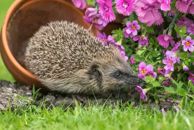 Maak de tuin egelvriendelijk
