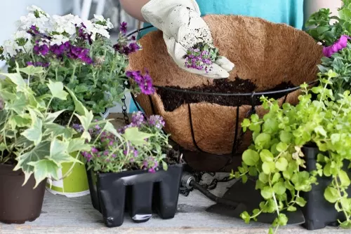 Maak een fleurige hanging basket