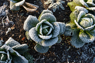 Moestuinieren in de winter