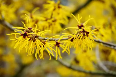 Paasgele bloemen voor binnen en buiten