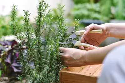 Tuinplanten met zomerse geuren