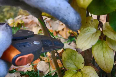 Tuintips maart