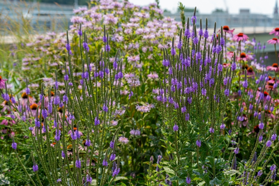 Waarom kiezen voor inheemse tuinplanten?