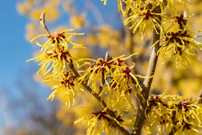 Winterbloeiers voor meer kleur