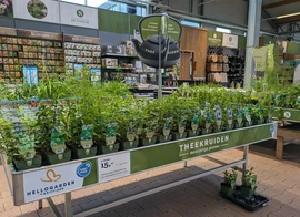 Theekruiden | Tuincentrum de Schouw in Houten